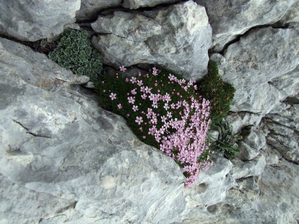 Silene acaulis